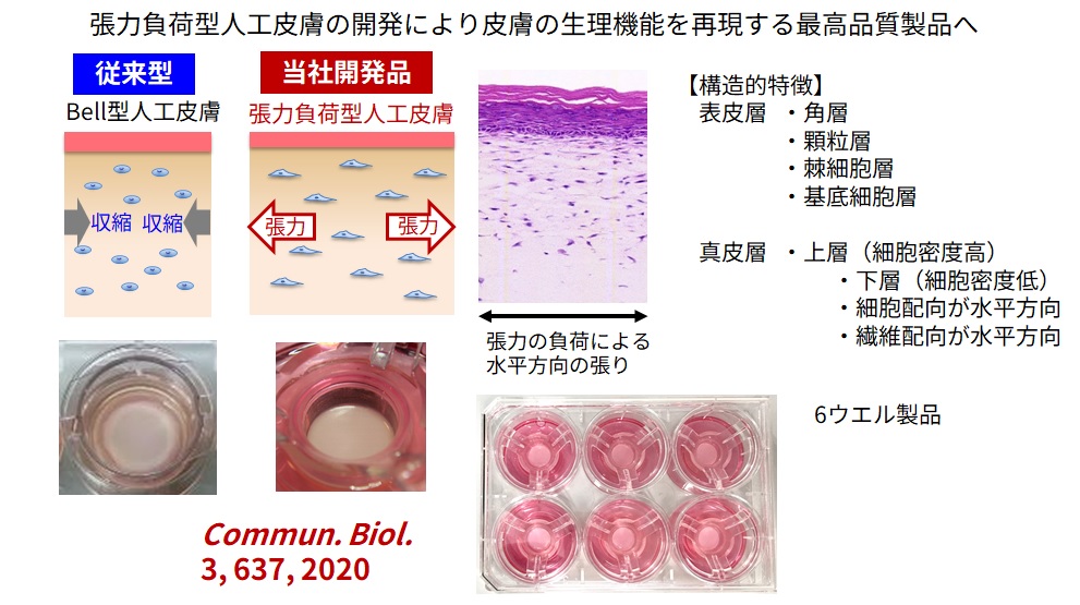 人工皮膚 図1