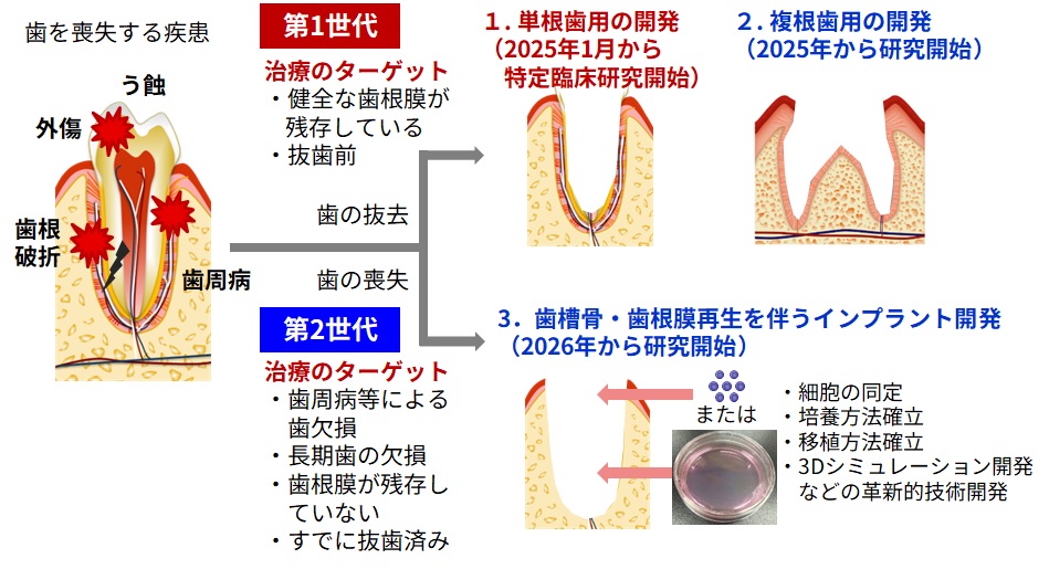 バイオハイブリッドインプラント 図3