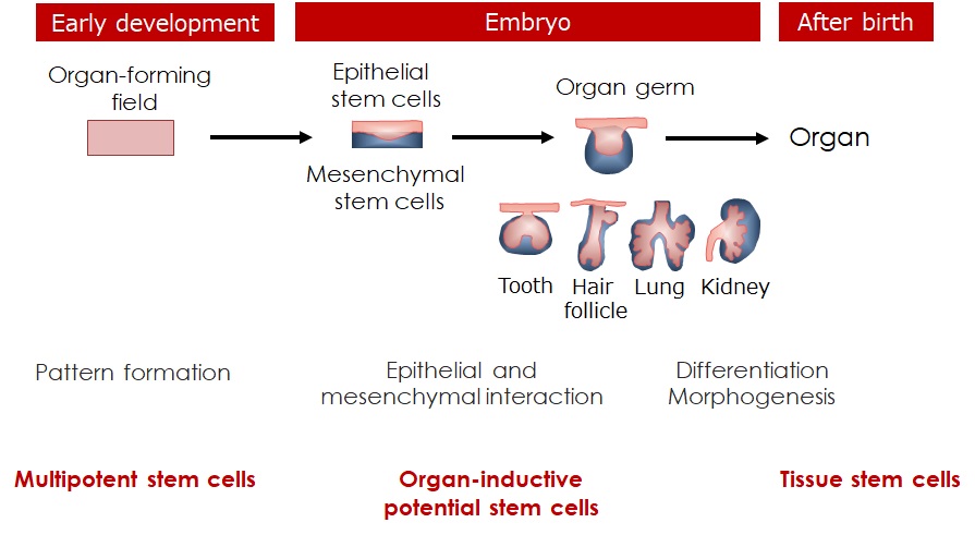 器官発生と再生 図1