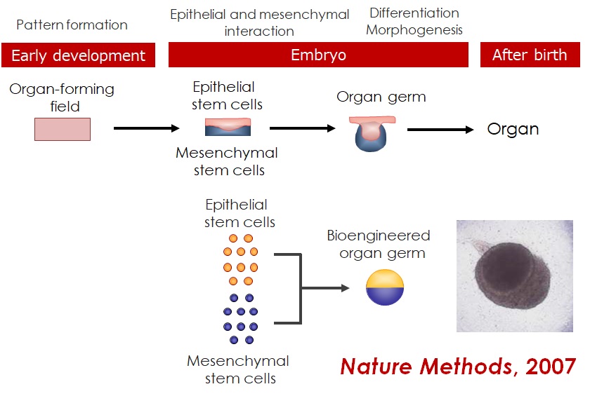 器官再生の戦略 図2