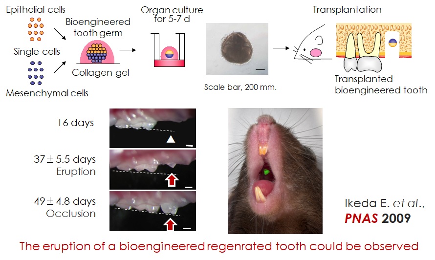 器官原基法による歯の再生