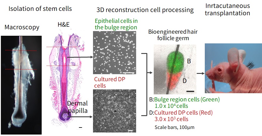 器官原基法による毛包の再生