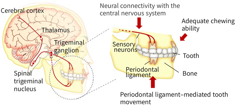 Figure 1: Coordinated functions of teeth in the craniofacial region (functional occlusal system)