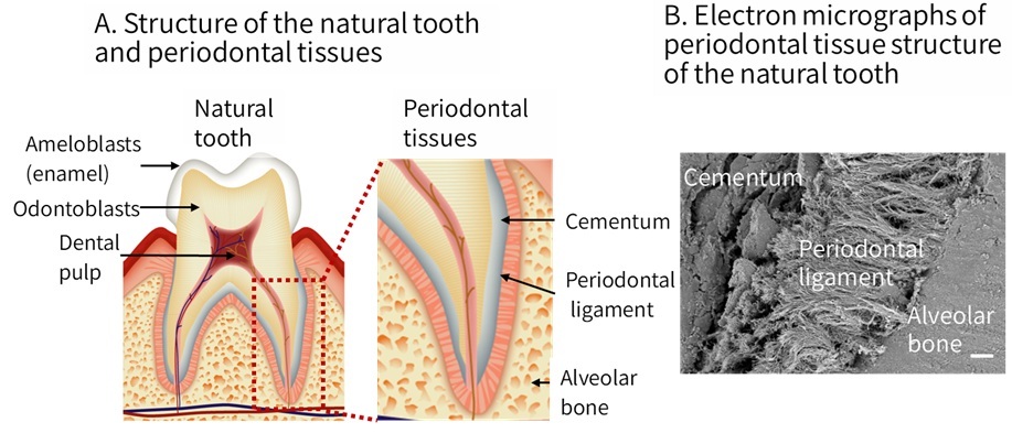 Figure 3: Periodontal ligament and tooth support structure