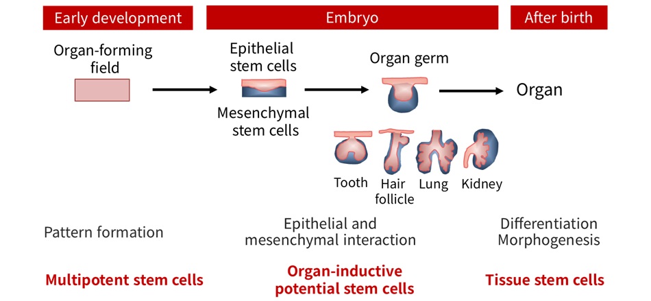 Figure 1: Organogenesis and stem cells