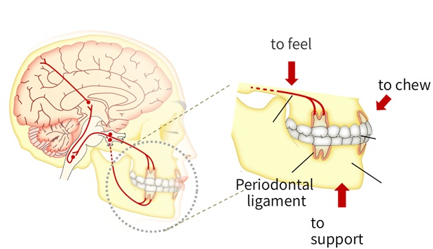 Figure 1: the role of teeth