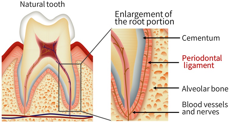 Figure 2: The periodontal ligament that supports the tooth