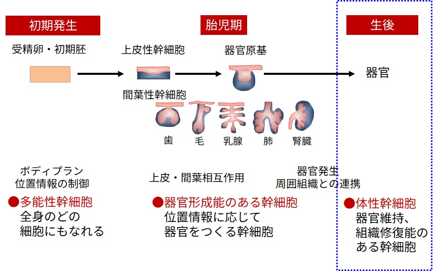 器官発生と再生 図1