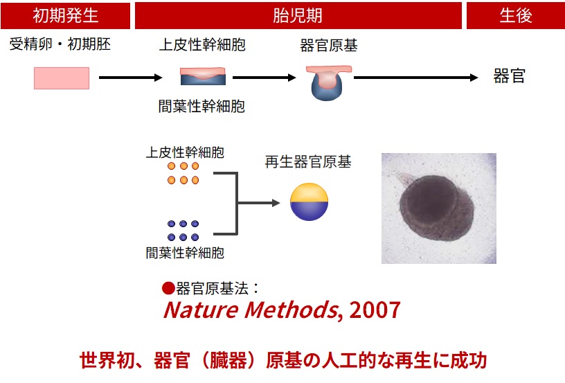 器官再生の戦略 図2