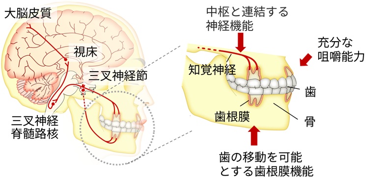 図1 歯の顎顔面領域における連携機能（機能的咬合系）