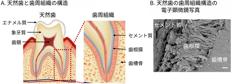 図3 歯根膜と歯の支持機構