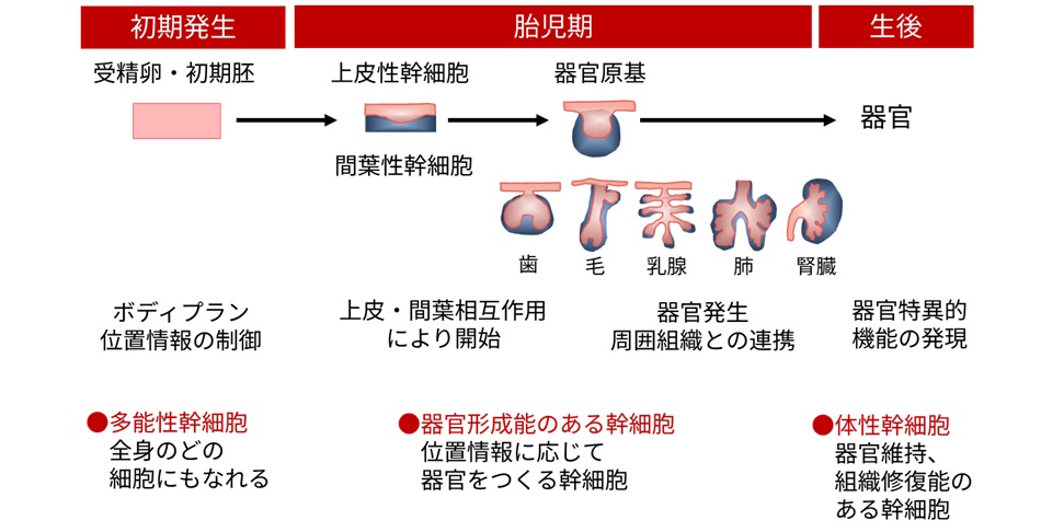 図1 歯の器官再生