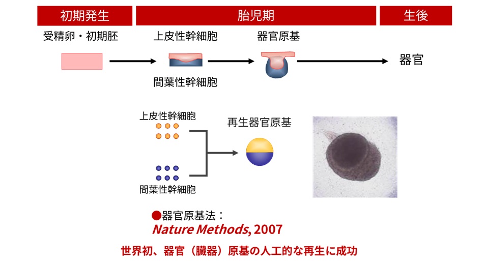 図2 器官原基法