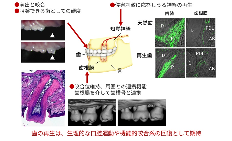 図3 再生歯の機能評価
